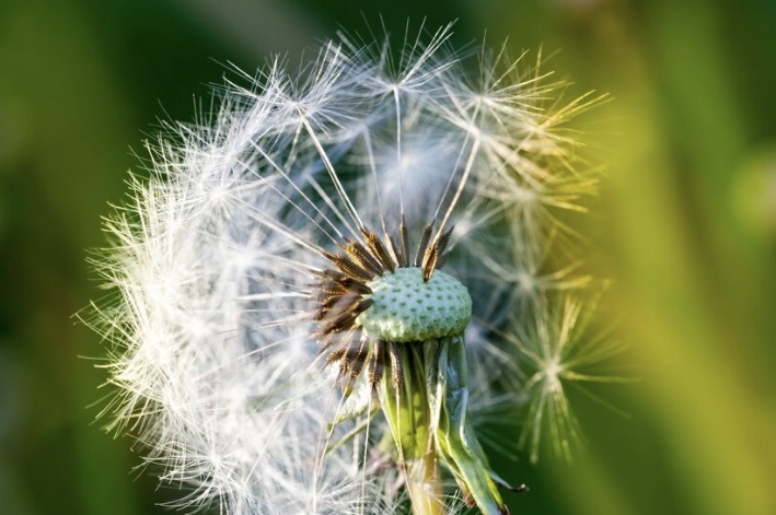 Different types of pollen causing seasonal allergies